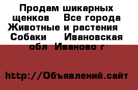 Продам шикарных щенков  - Все города Животные и растения » Собаки   . Ивановская обл.,Иваново г.